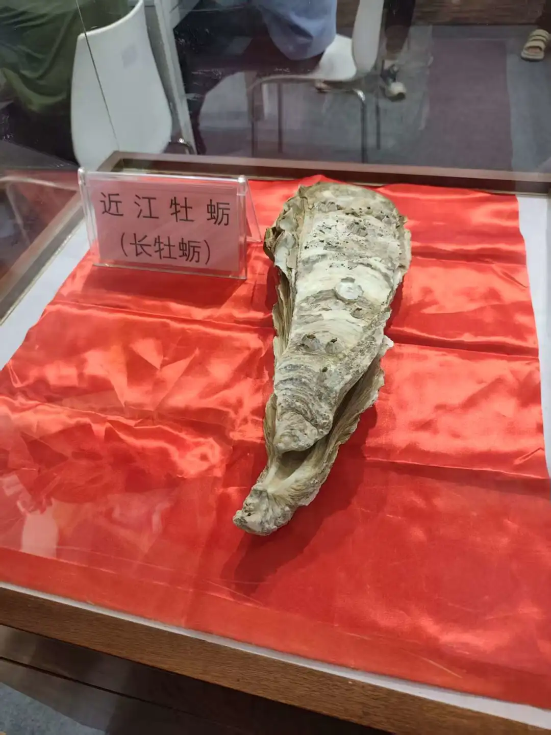 第一次参观深圳渔业博览会