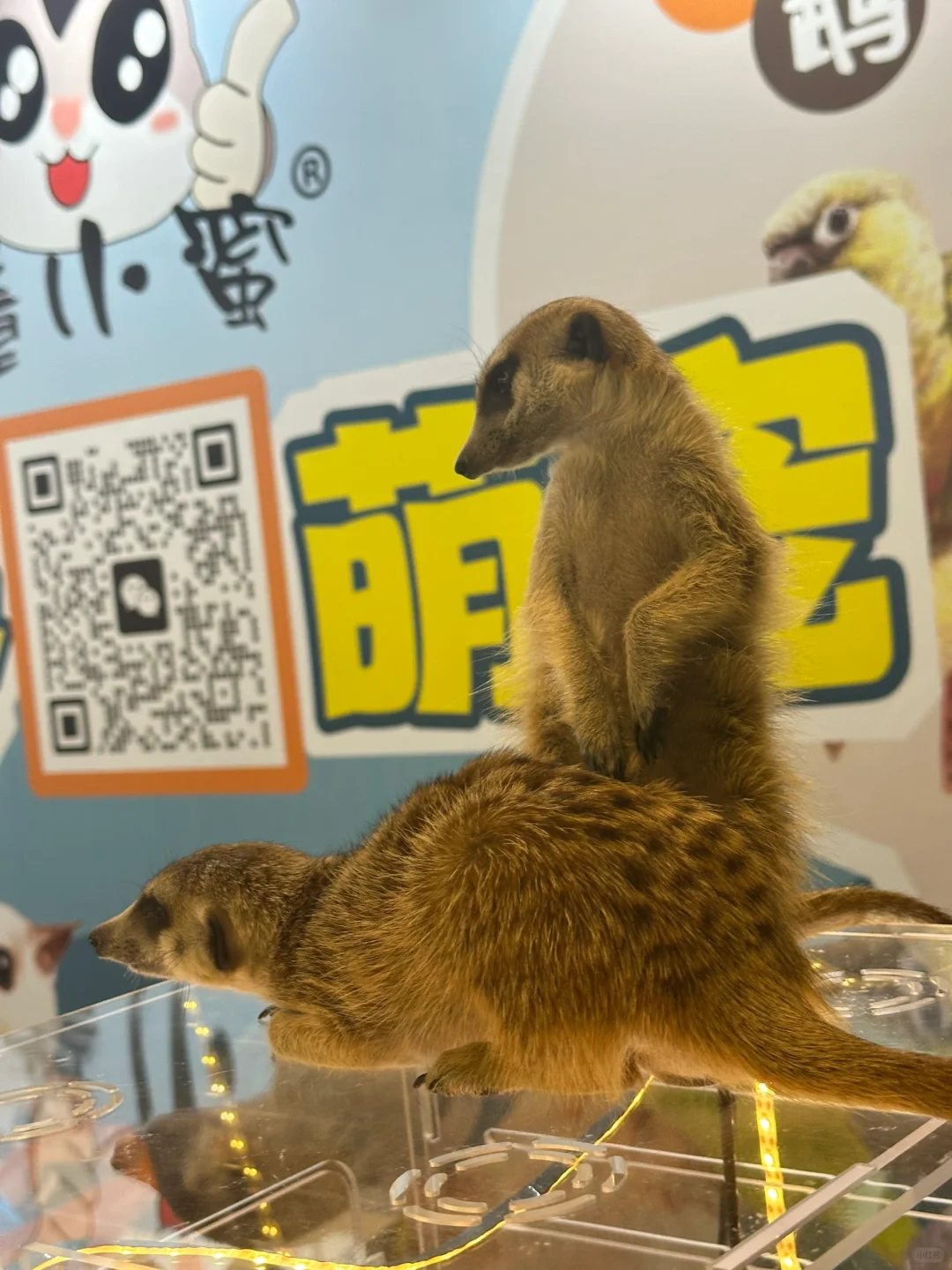 南宁宠物展一定要早点去❗️