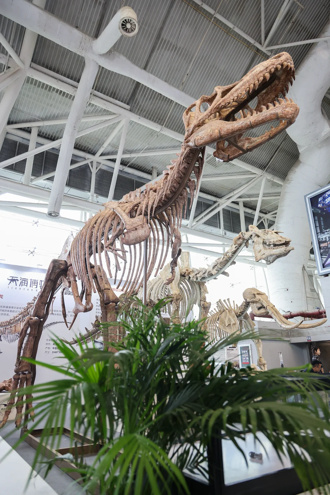 真正的「宝藏」展?南京矿博会太好逛啦?