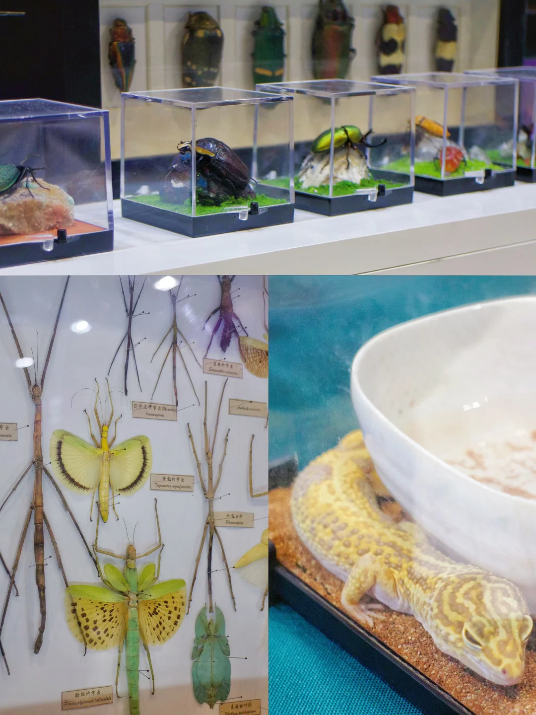 南京遛娃｜小小地质迷不能错过的免费展览