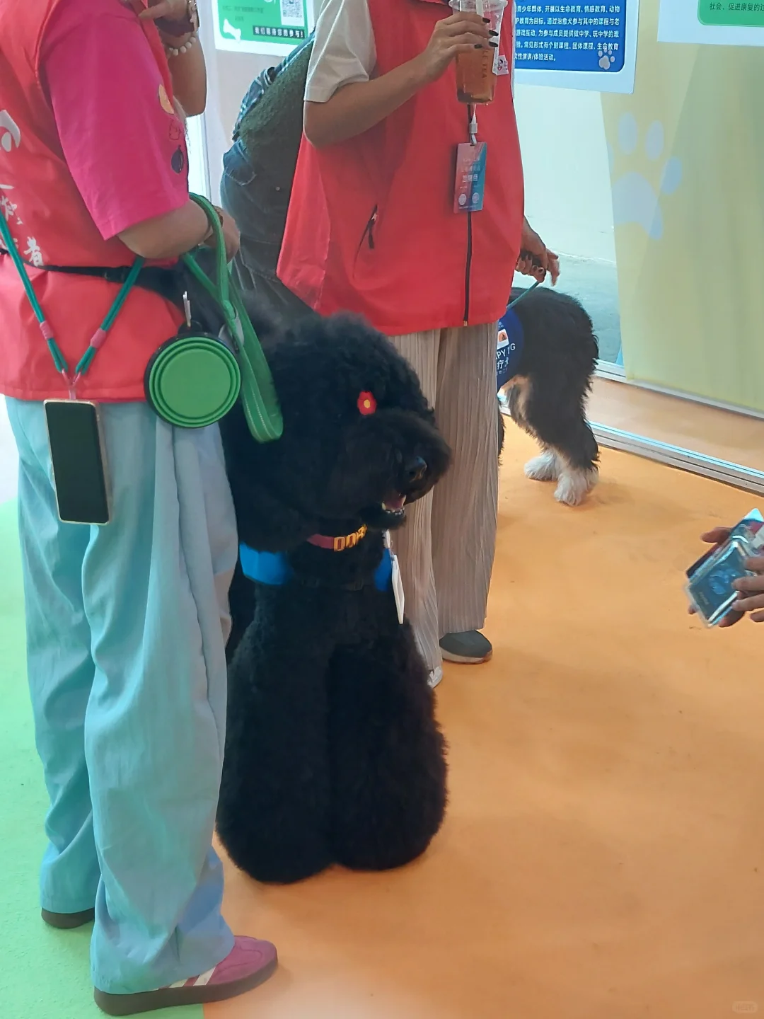 疗愈博览会的感受