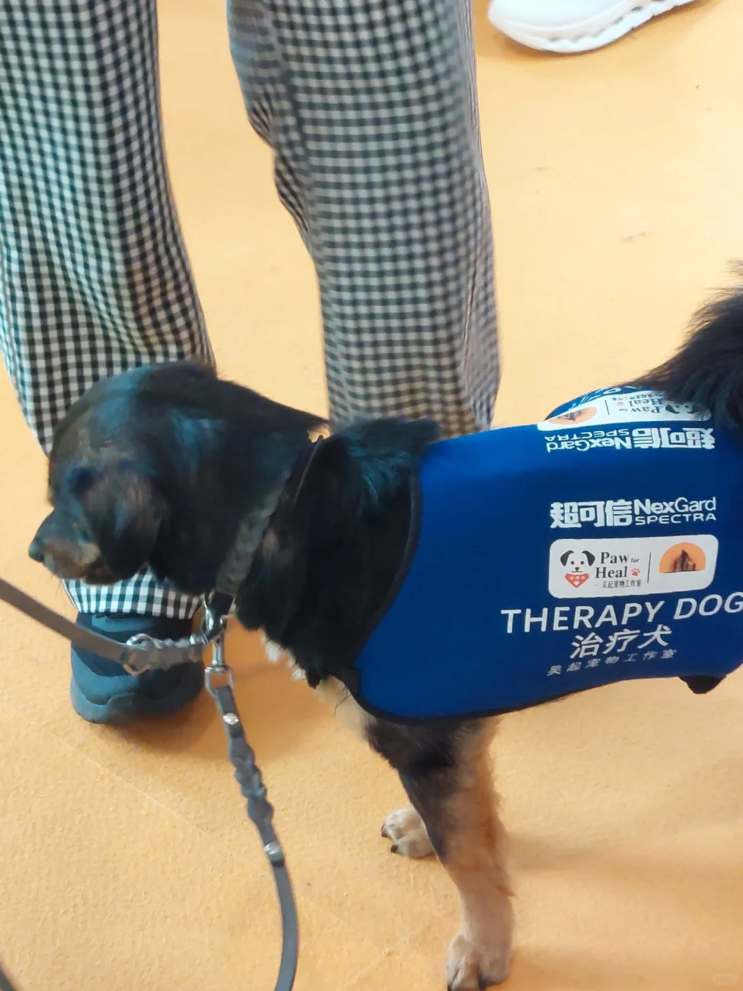 疗愈博览会的感受