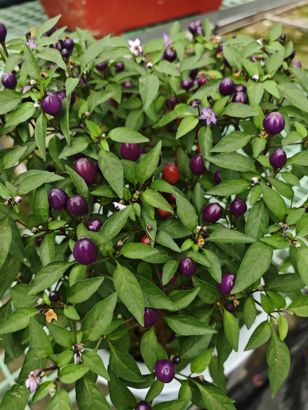 2025种业博览会用餐圆满结束