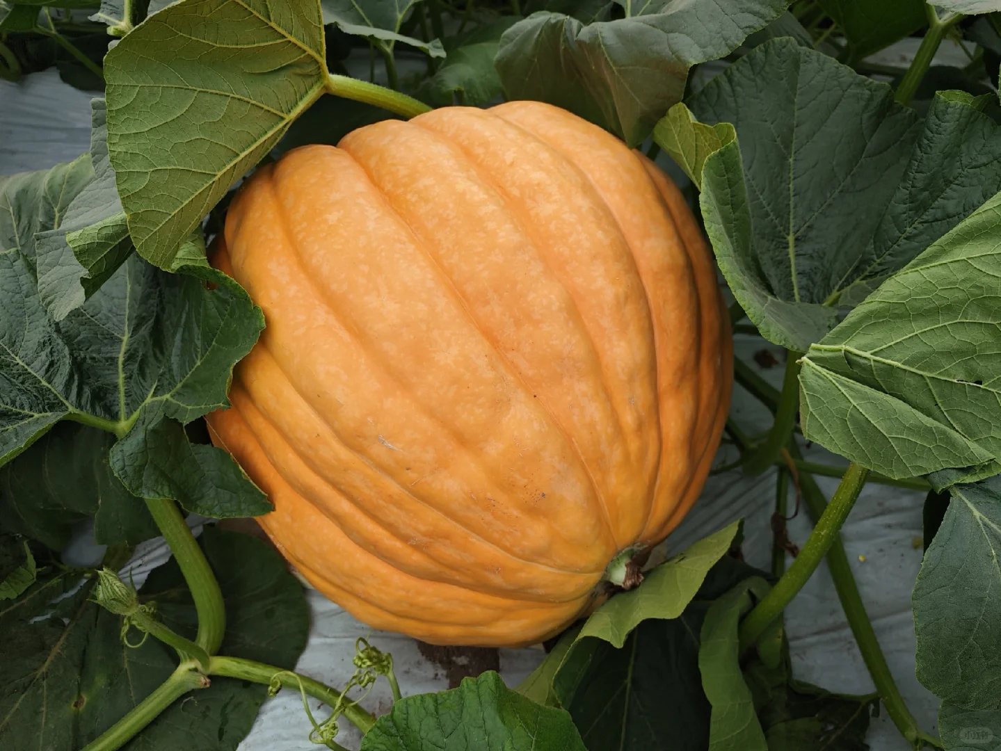 2025种业博览会用餐圆满结束