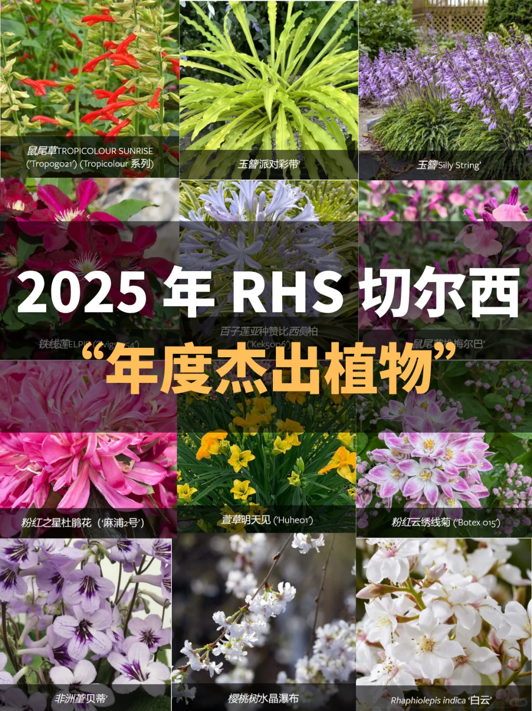 园艺人必看丨2025RHS切尔西年度植物揭晓
