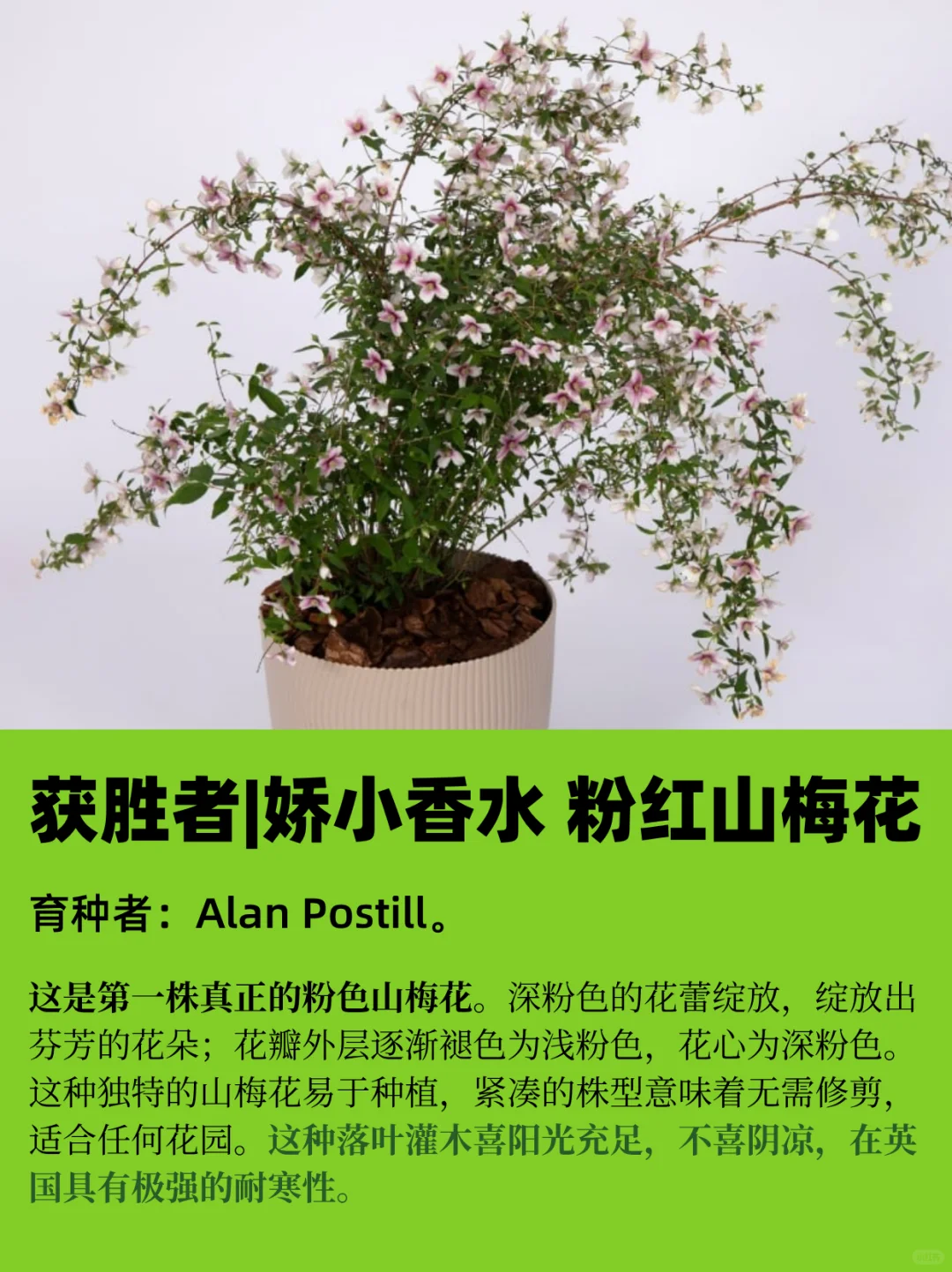 园艺人必看丨2025RHS切尔西年度植物揭晓