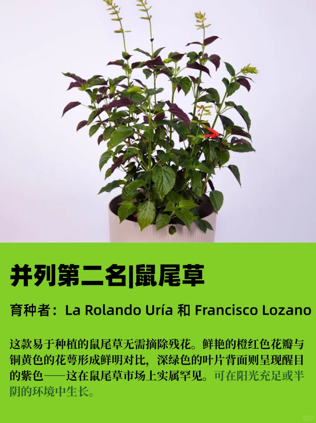 园艺人必看丨2025RHS切尔西年度植物揭晓