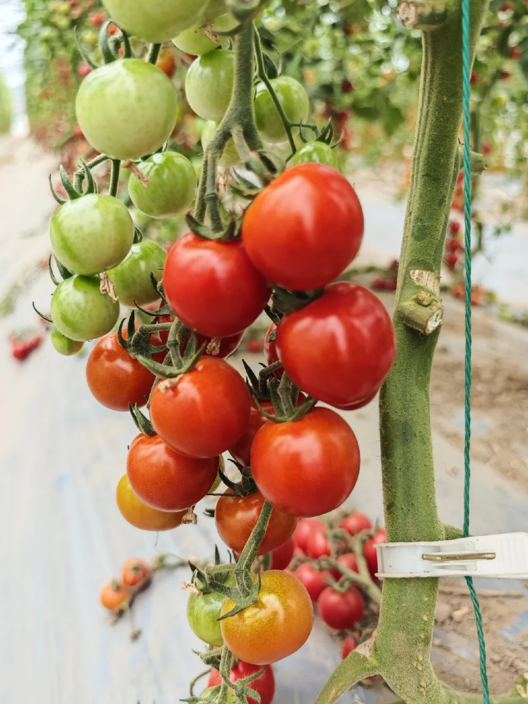 2025种业博览会用餐圆满结束