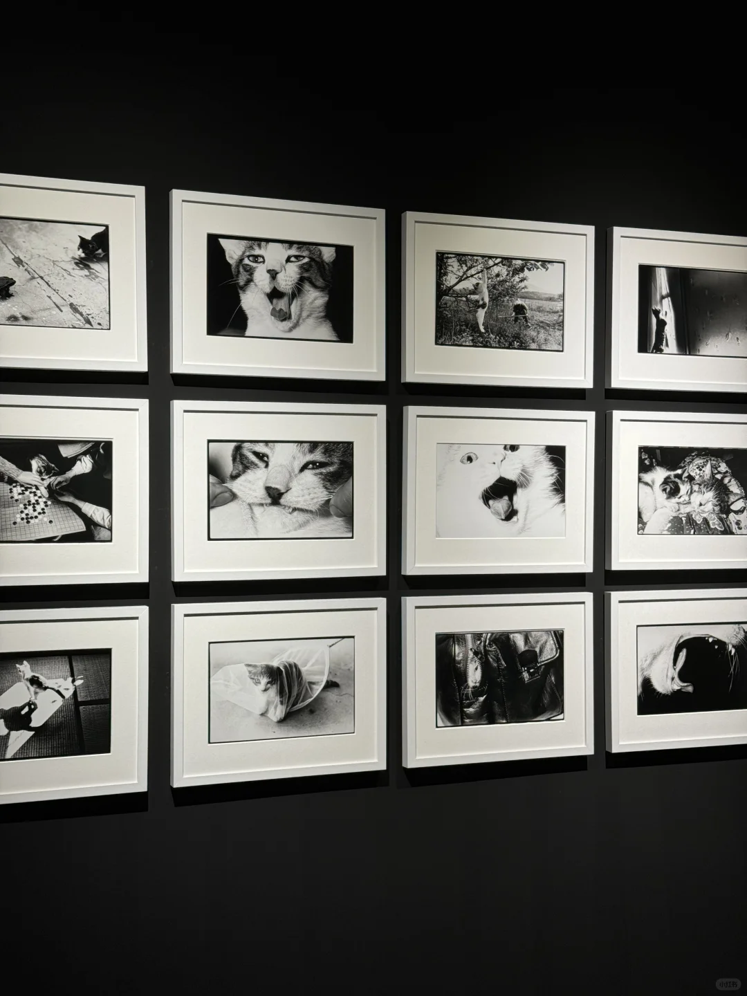 心心念念的看展约上了！拍上瘾了！