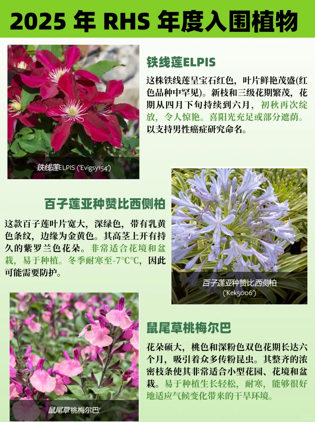 园艺人必看丨2025RHS切尔西年度植物揭晓