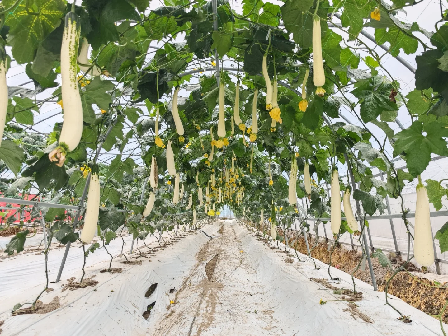 2025种业博览会用餐圆满结束