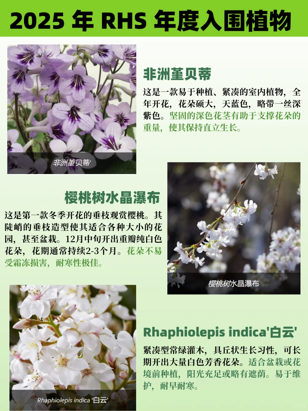 园艺人必看丨2025RHS切尔西年度植物揭晓