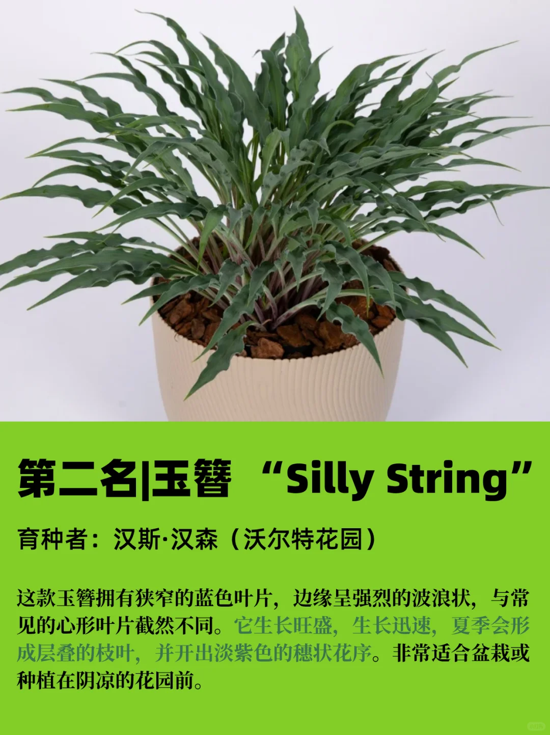 园艺人必看丨2025RHS切尔西年度植物揭晓