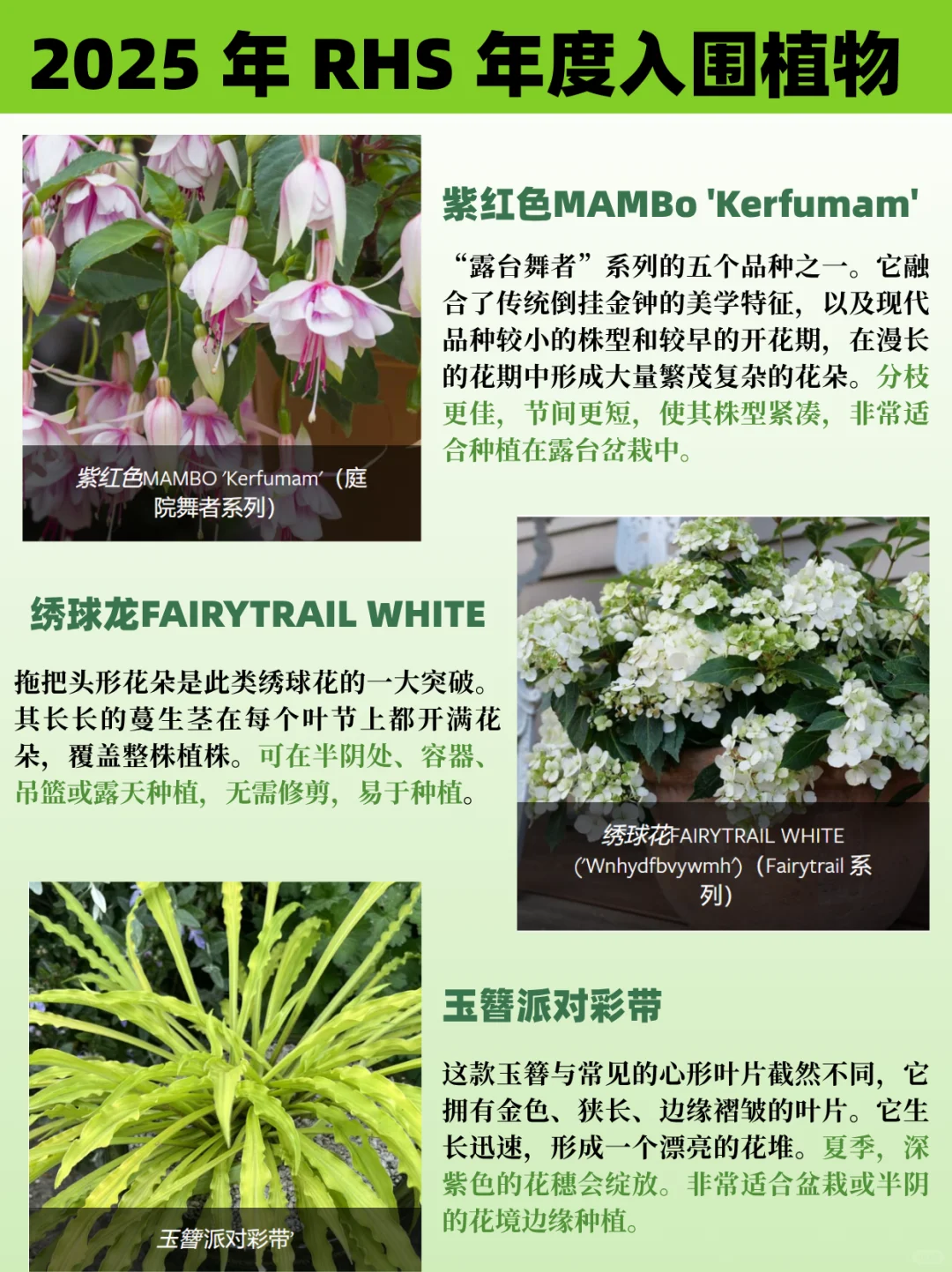 园艺人必看丨2025RHS切尔西年度植物揭晓