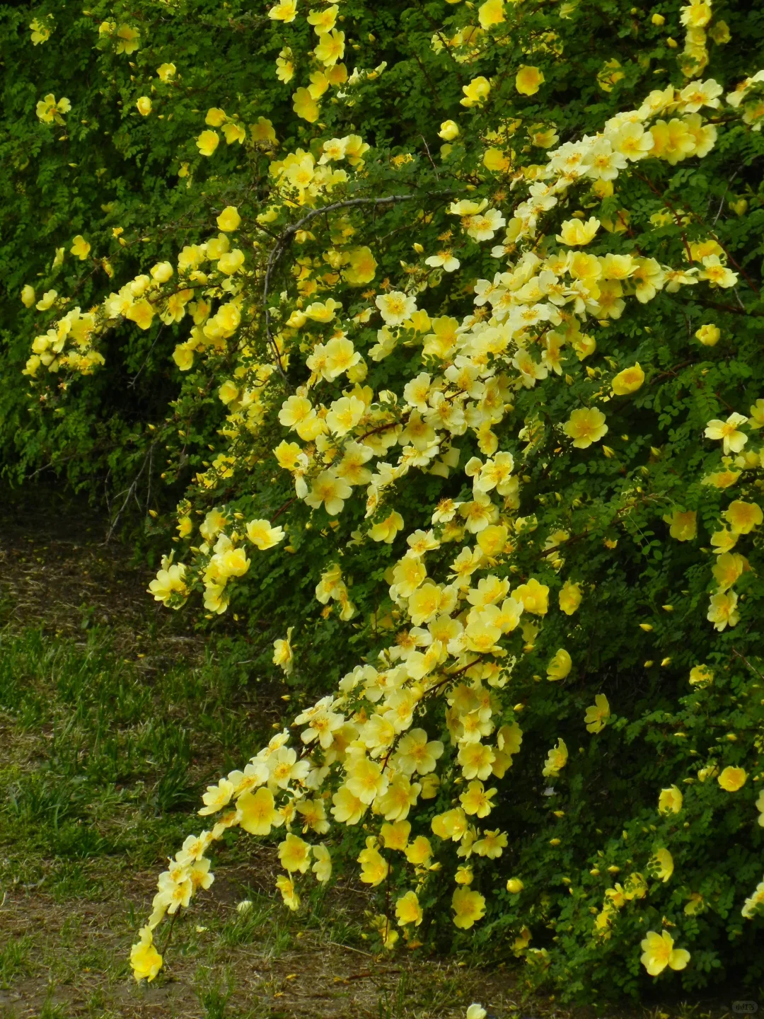 哈尔滨会展中央公园开了一大片的黄刺玫?