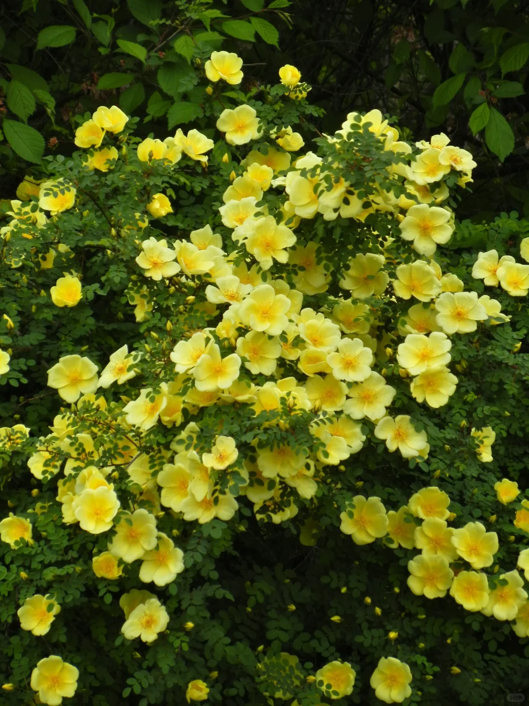 哈尔滨会展中央公园开了一大片的黄刺玫?