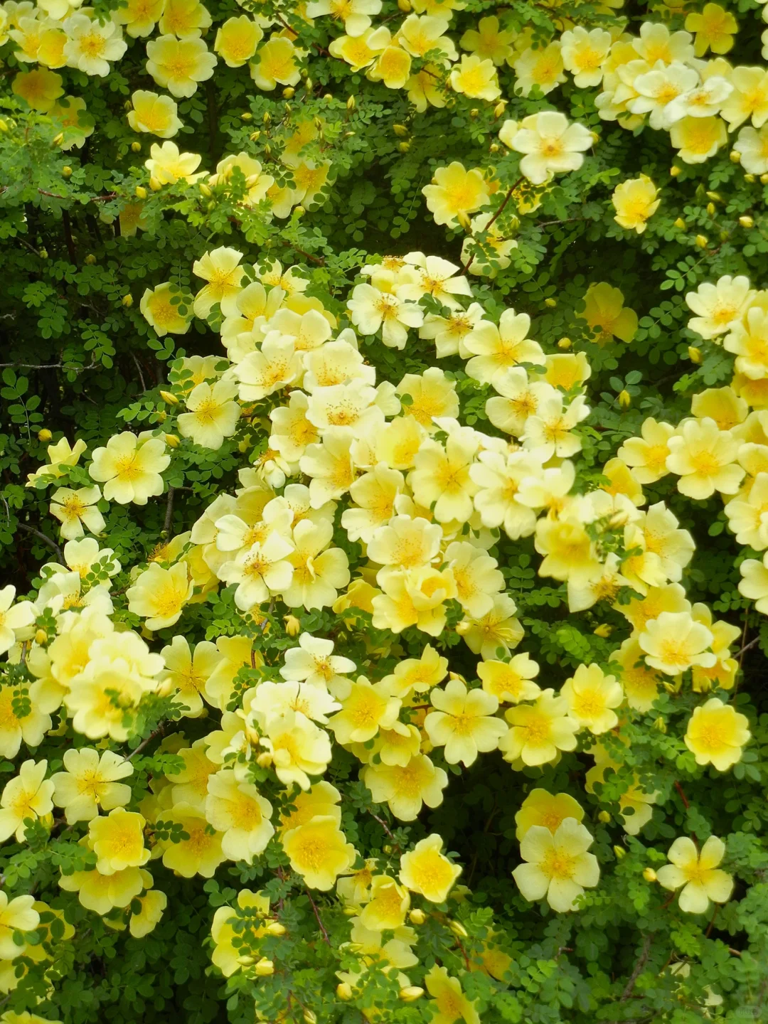 哈尔滨会展中央公园开了一大片的黄刺玫?