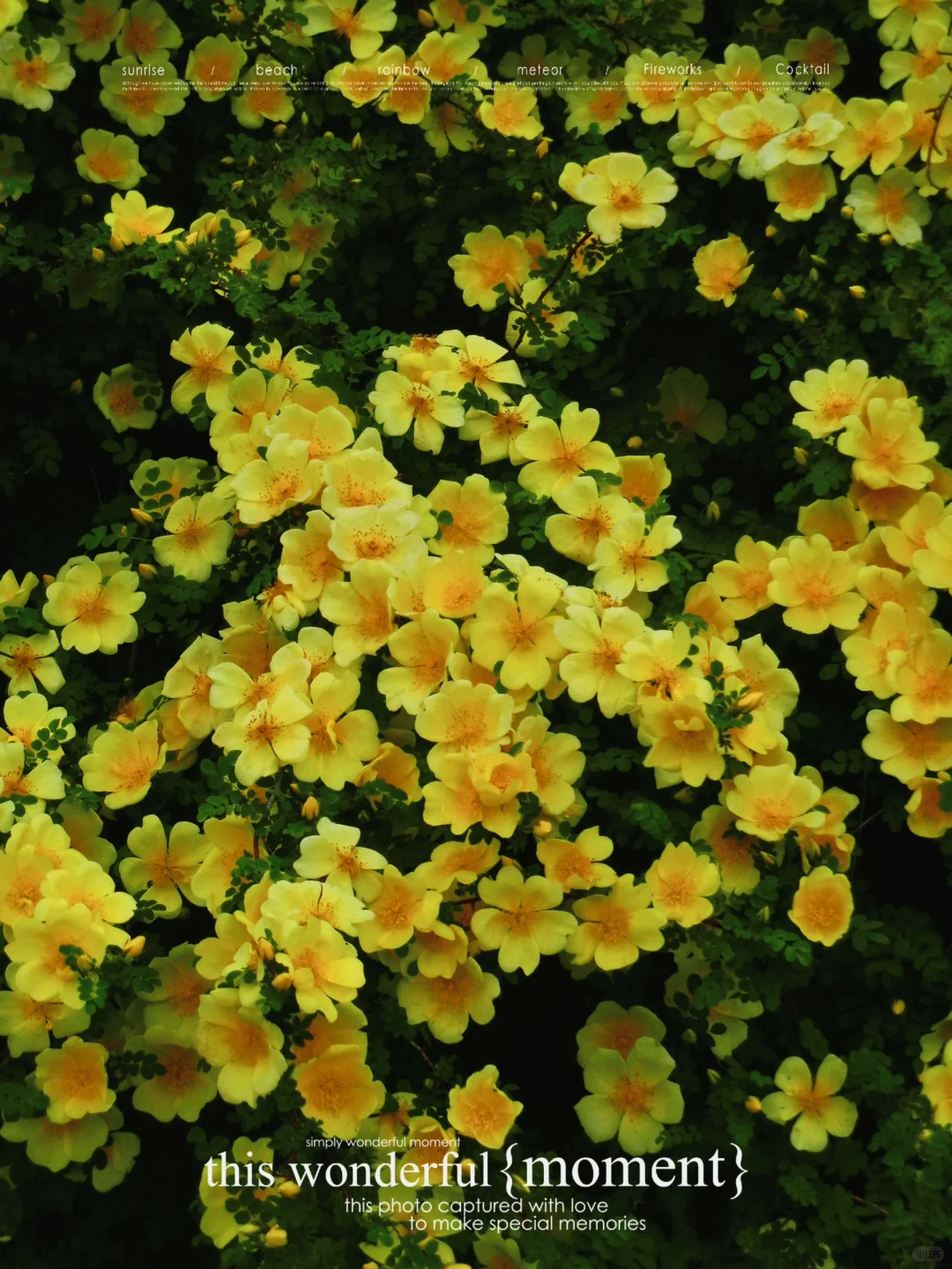 哈尔滨会展中央公园开了一大片的黄刺玫?