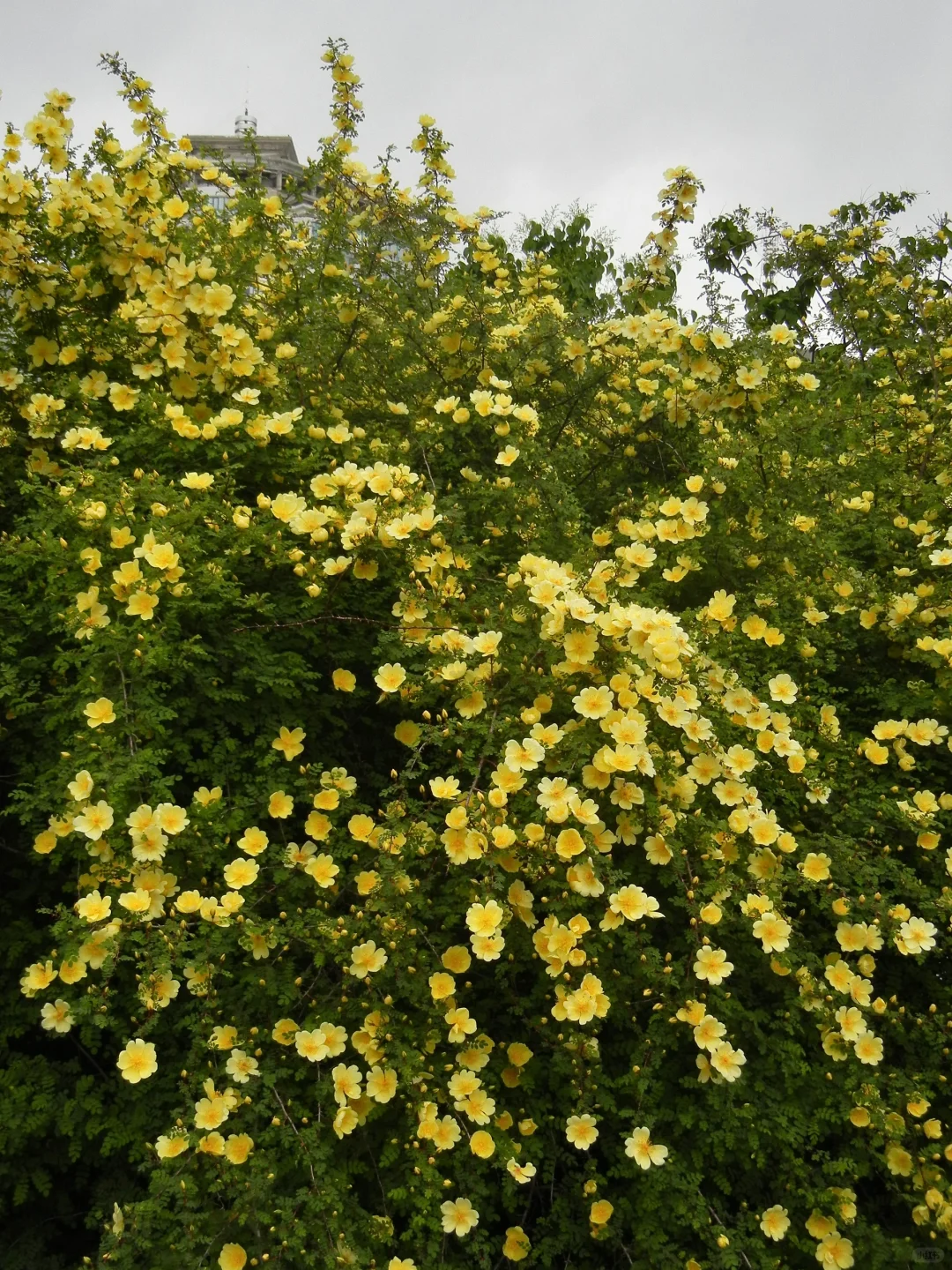 哈尔滨会展中央公园开了一大片的黄刺玫?