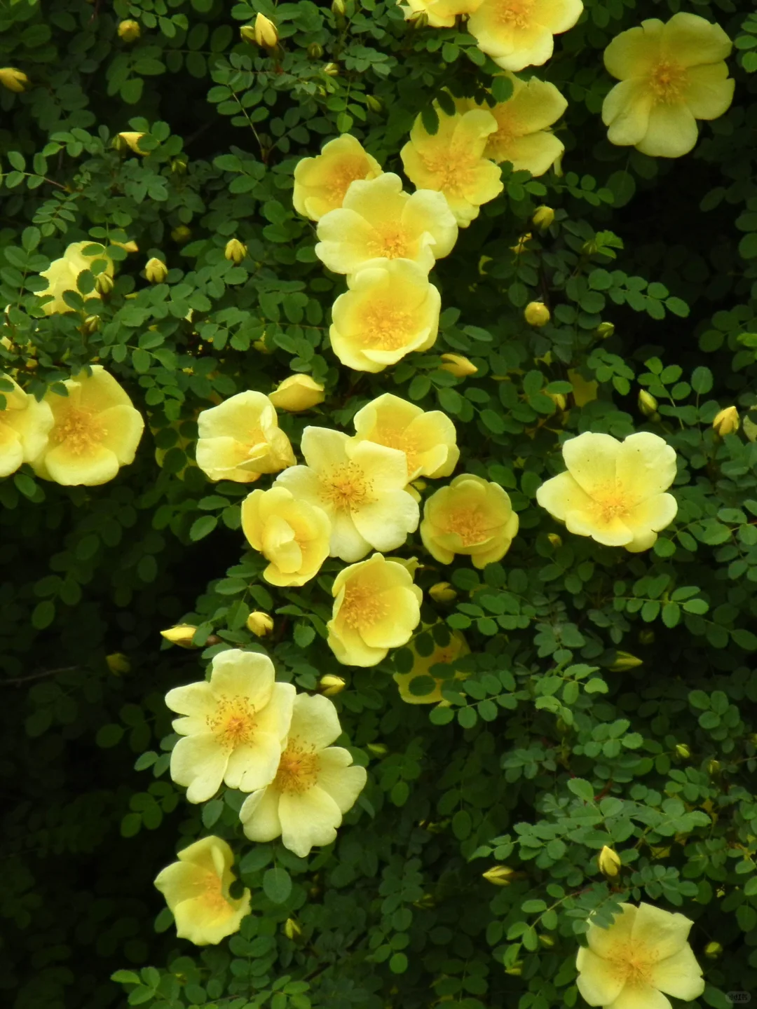 哈尔滨会展中央公园开了一大片的黄刺玫?