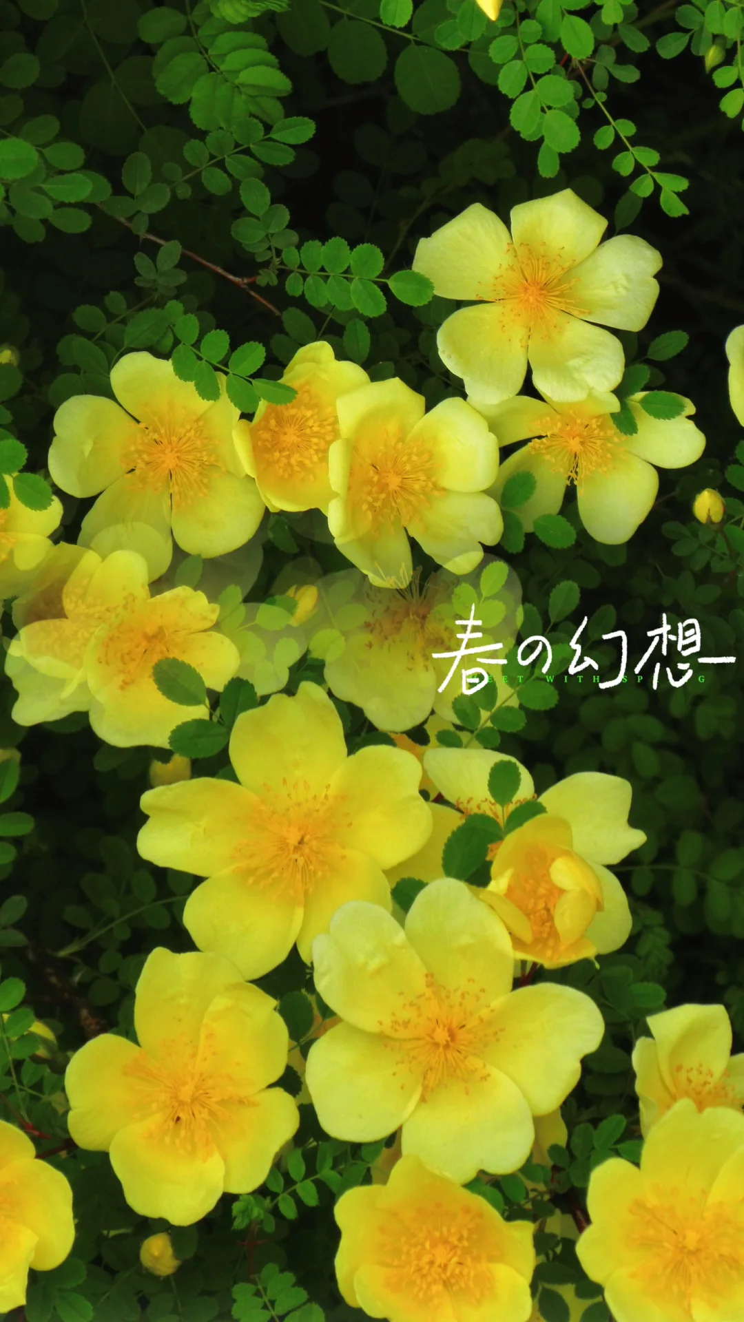 哈尔滨会展中央公园开了一大片的黄刺玫?