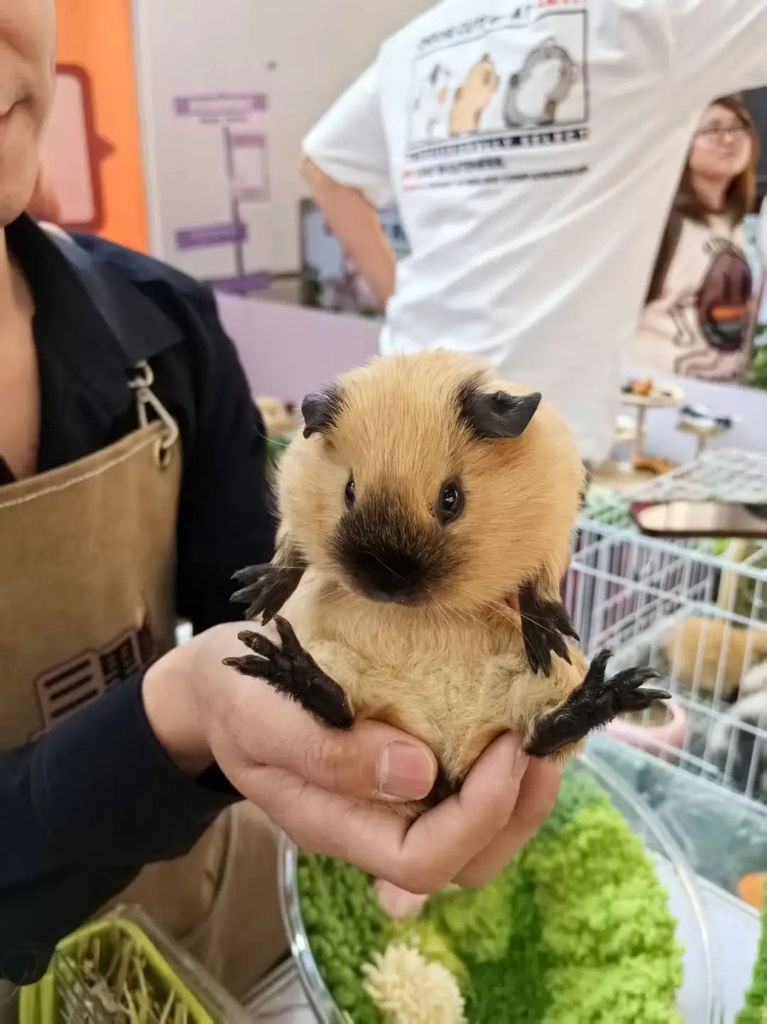 新疆宠物博览会终于来了养宠人来集合❕