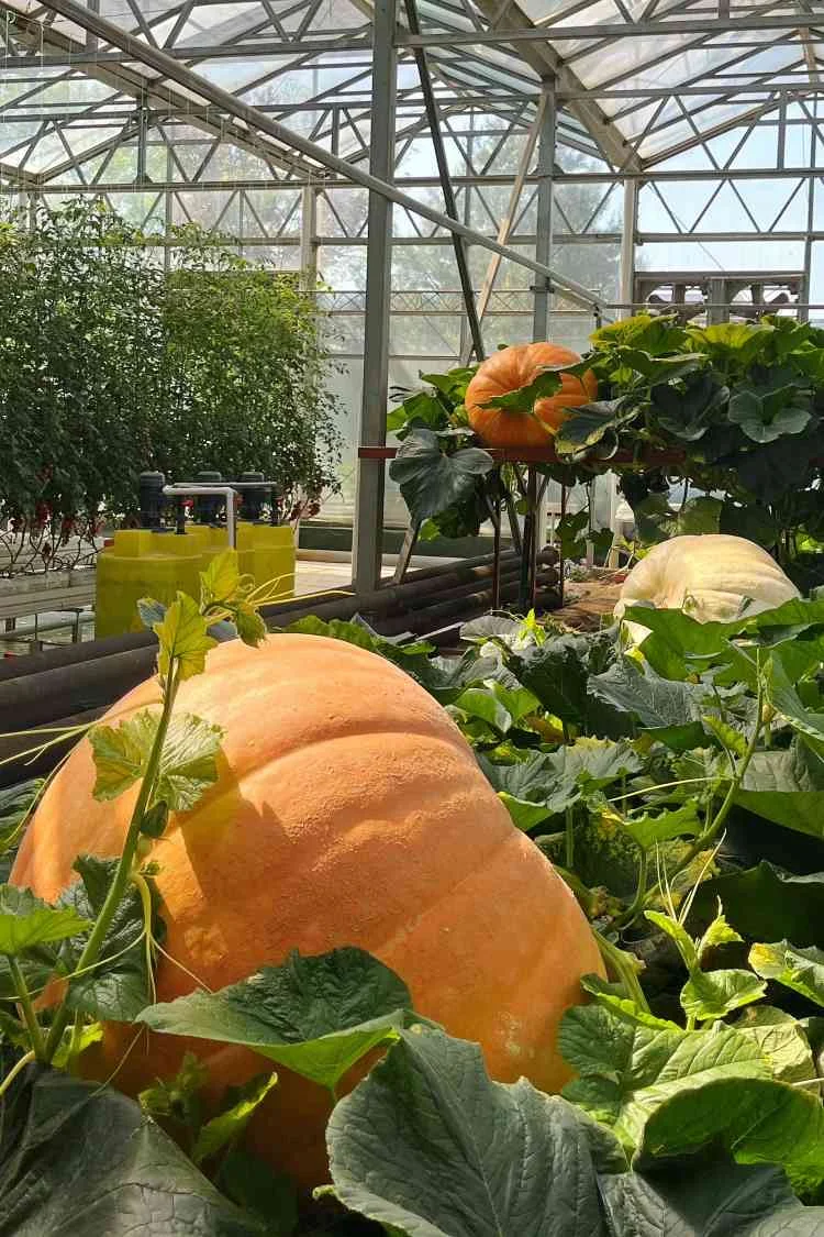 寿光菜博会跌破眼镜了！