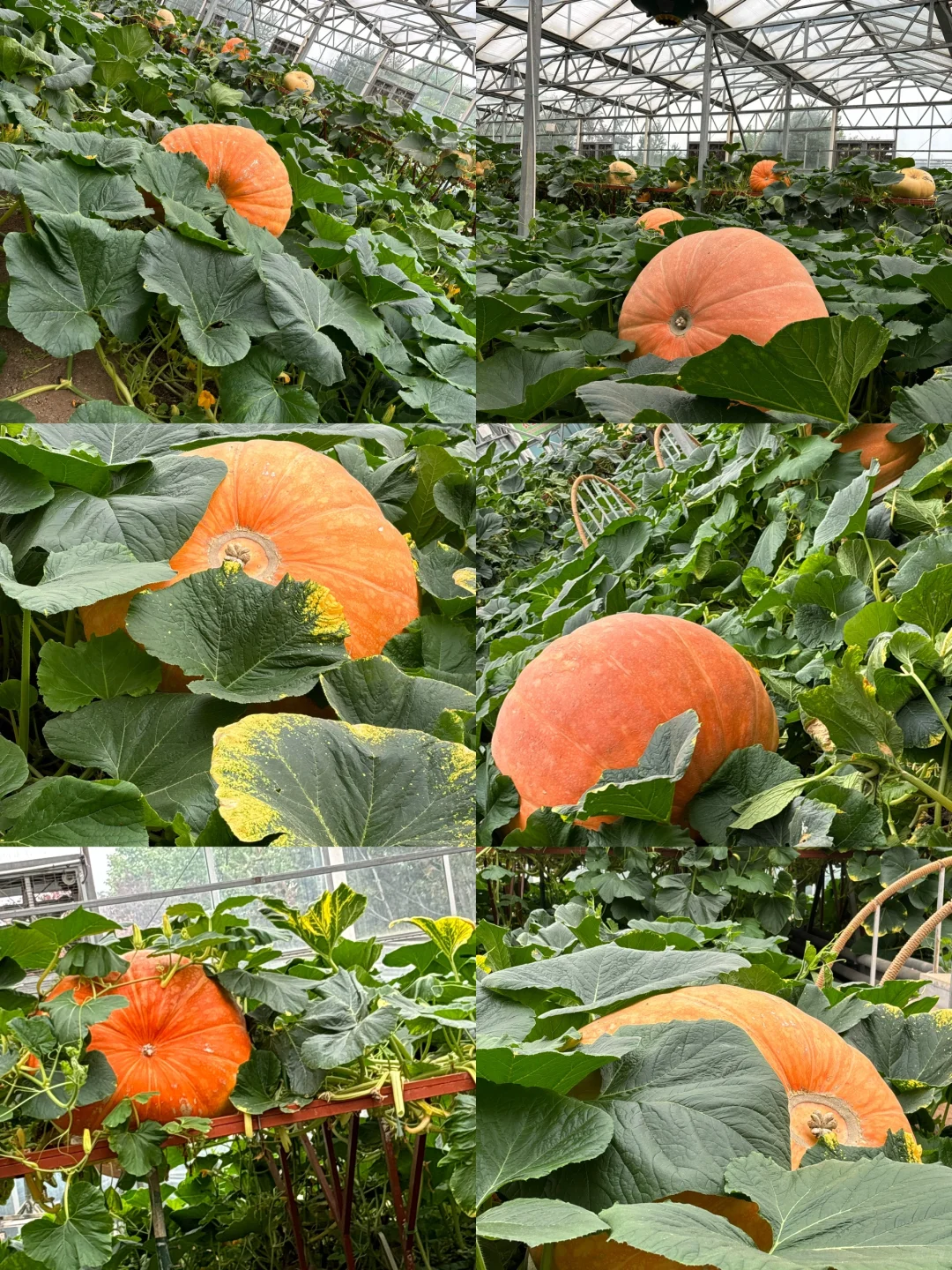 寿光菜博会跌破眼镜了！