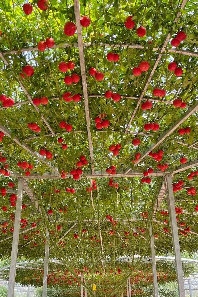 寿光菜博会跌破眼镜了！