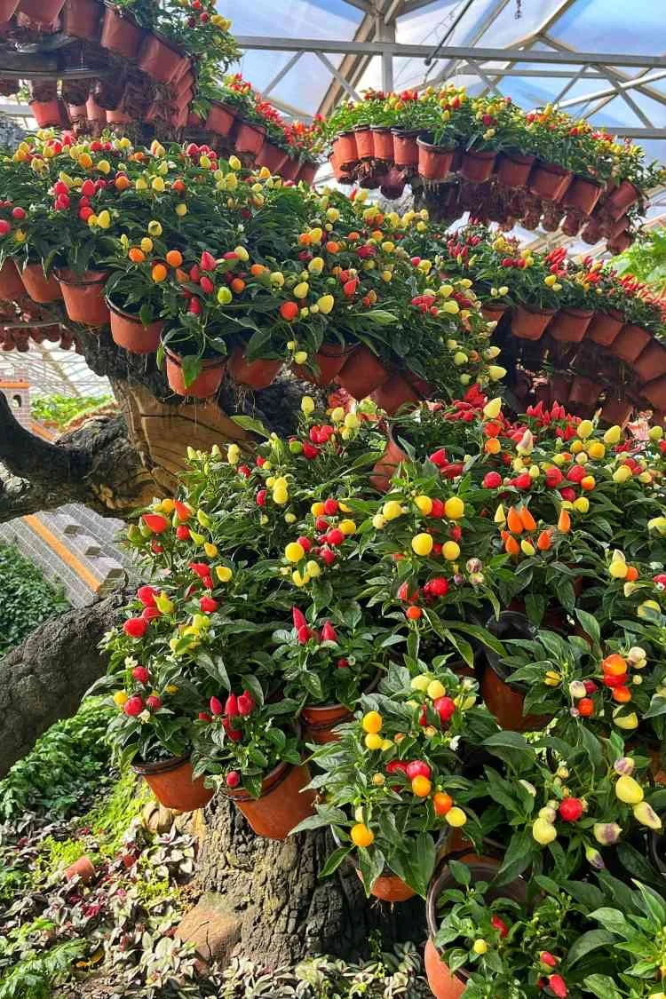 寿光菜博会跌破眼镜了！