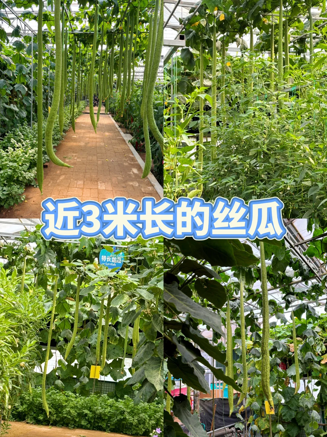 寿光菜博会跌破眼镜了！