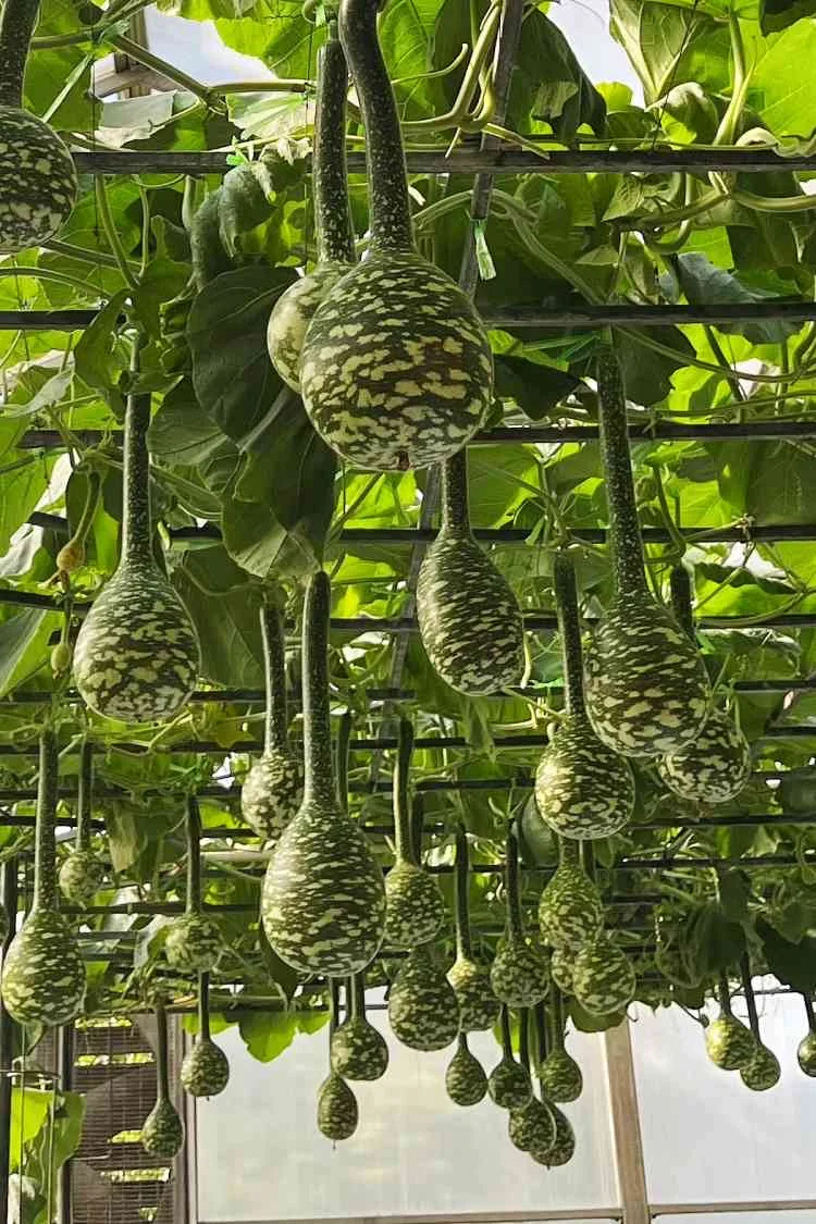 寿光菜博会跌破眼镜了！