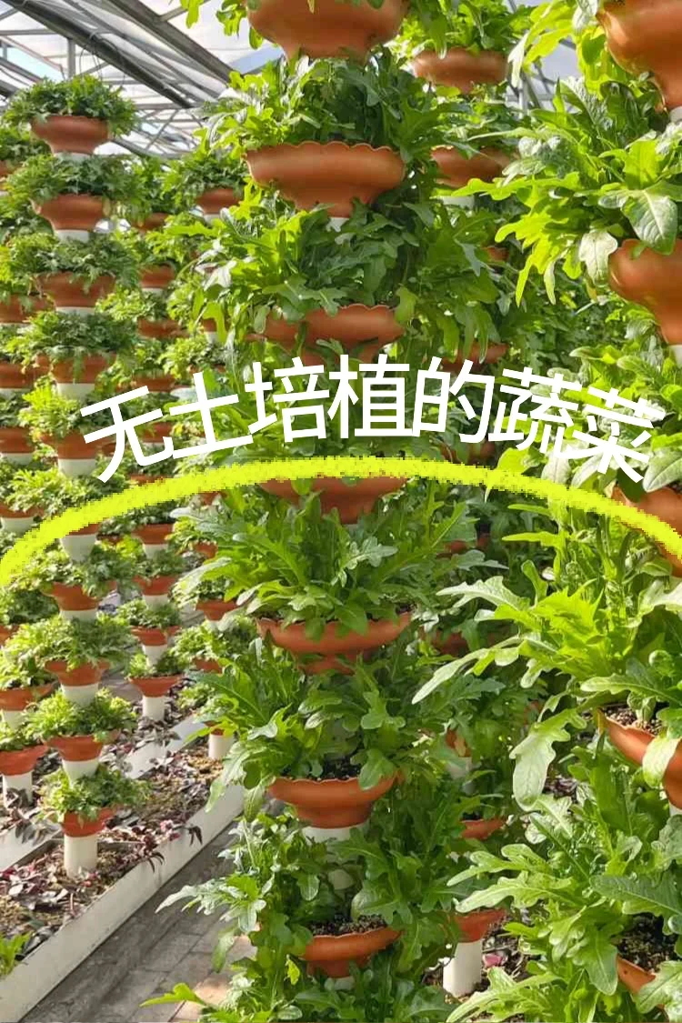 寿光菜博会跌破眼镜了！