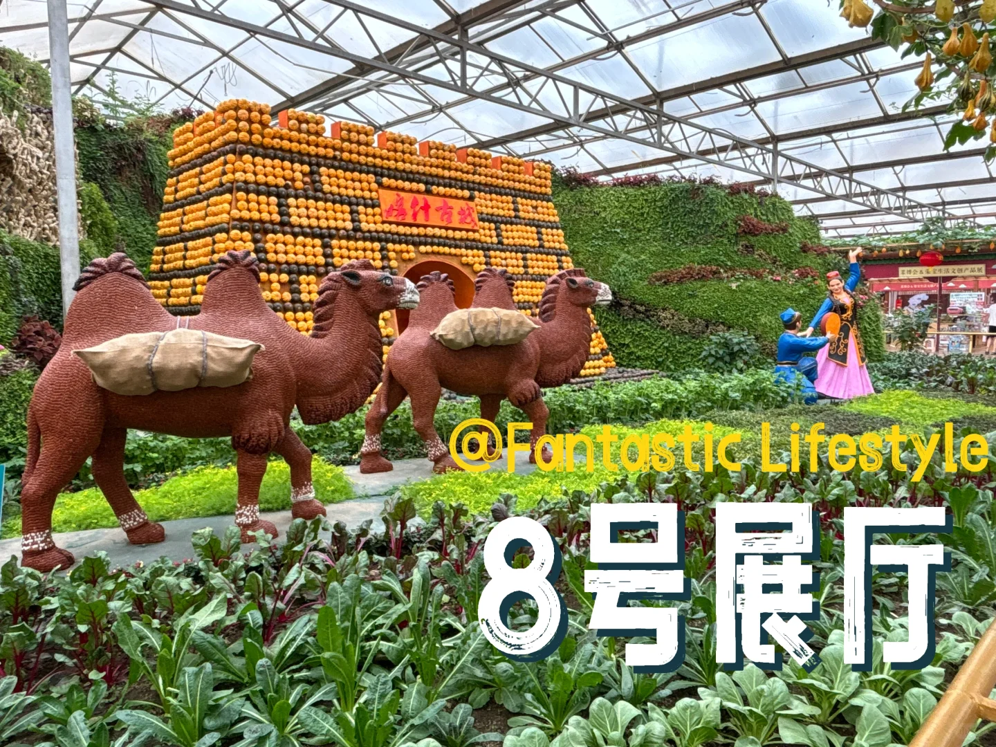 寿光菜博会跌破眼镜了！