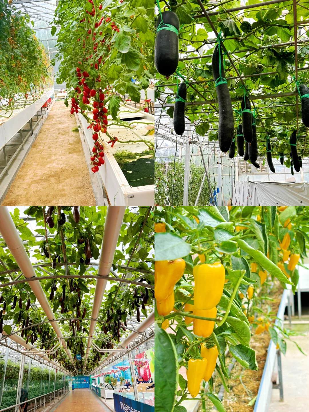 寿光菜博会跌破眼镜了！