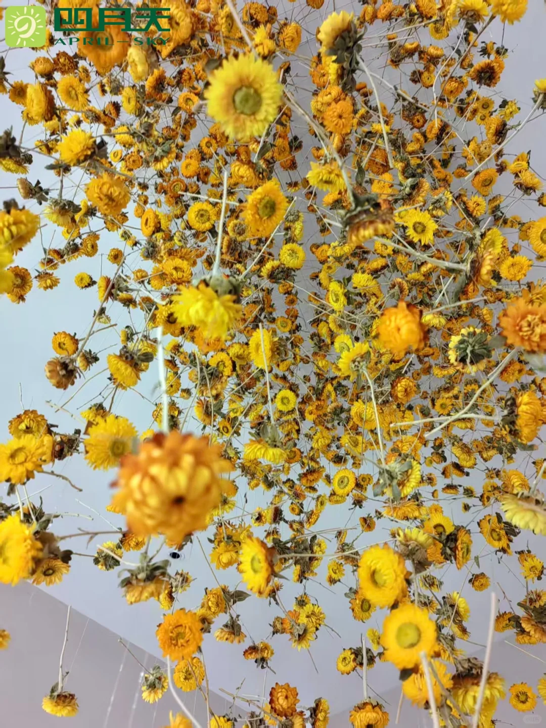 ?四月天园艺｜深圳国际会展中心