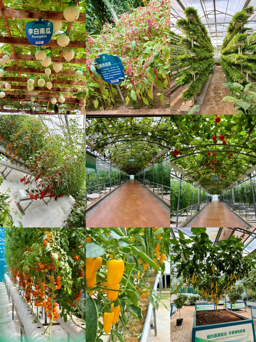 寿光菜博会跌破眼镜了！