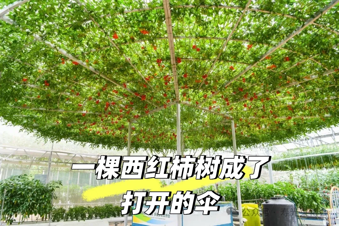 寿光菜博会跌破眼镜了！