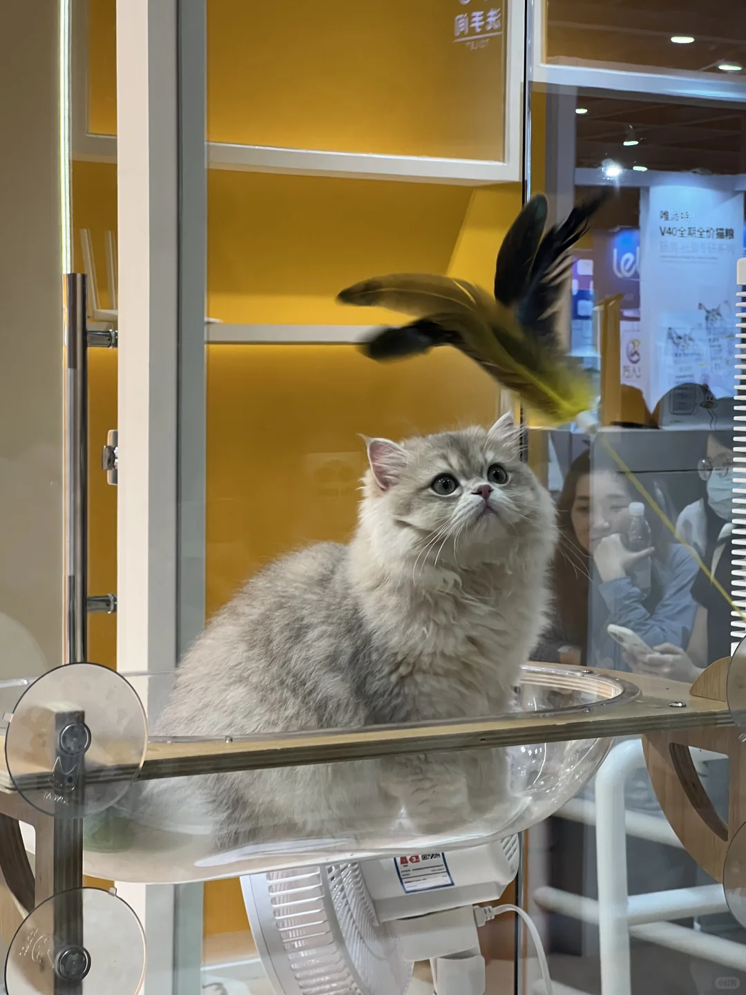 撸猫?玩狗?嗨翻天(=^o^=)