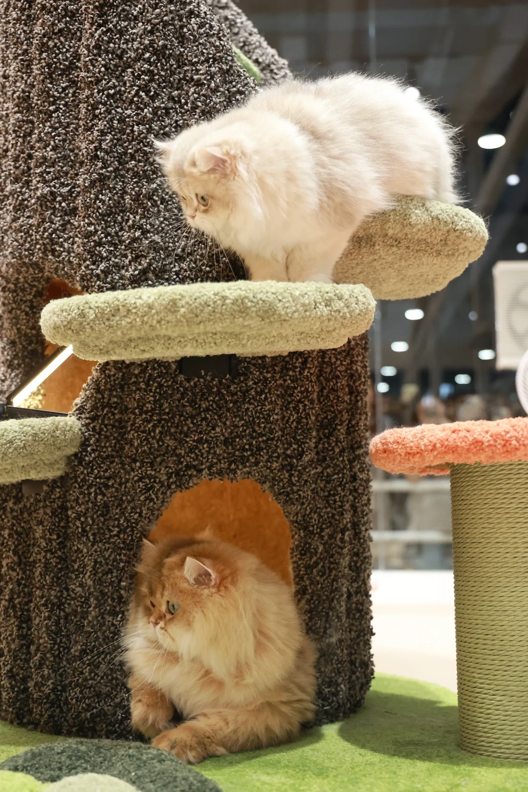 金故X潮宠展圆满落幕，感恩每一次相遇?