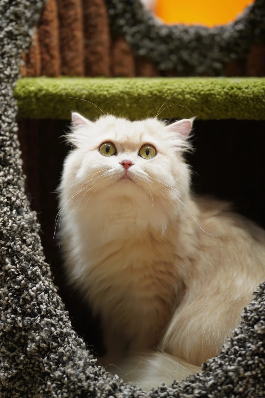 金故X潮宠展圆满落幕，感恩每一次相遇?