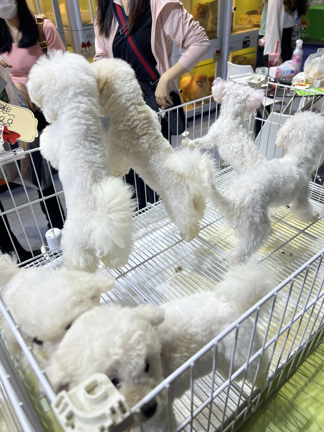 撸猫?玩狗?嗨翻天(=^o^=)