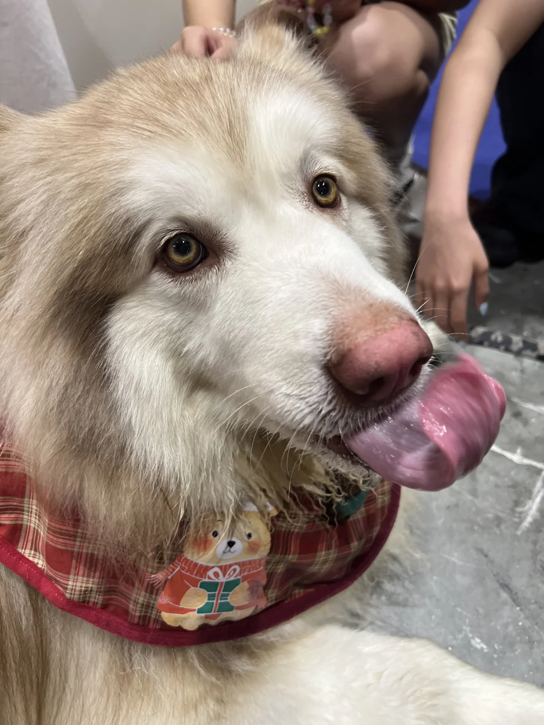 撸猫?玩狗?嗨翻天(=^o^=)