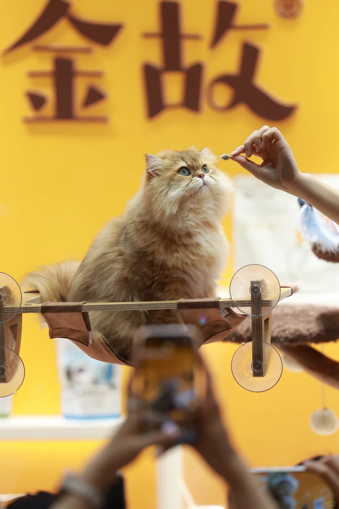 金故X潮宠展圆满落幕，感恩每一次相遇?