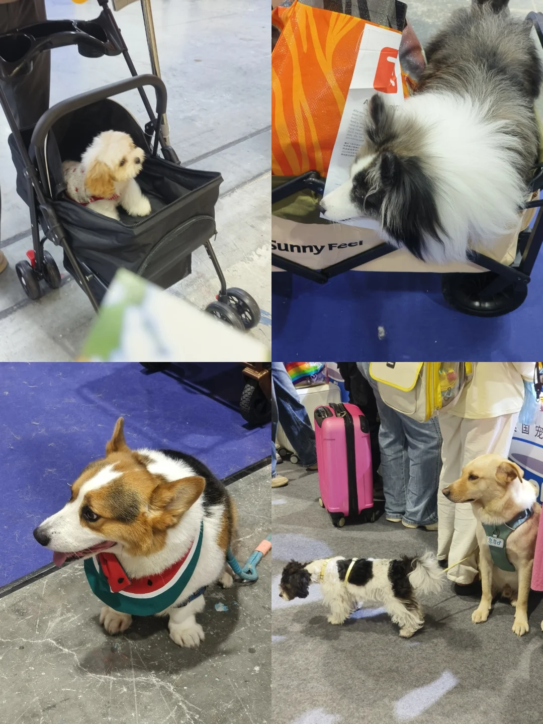 闲逛半日游｜琶洲潮宠展（个人打卡版）