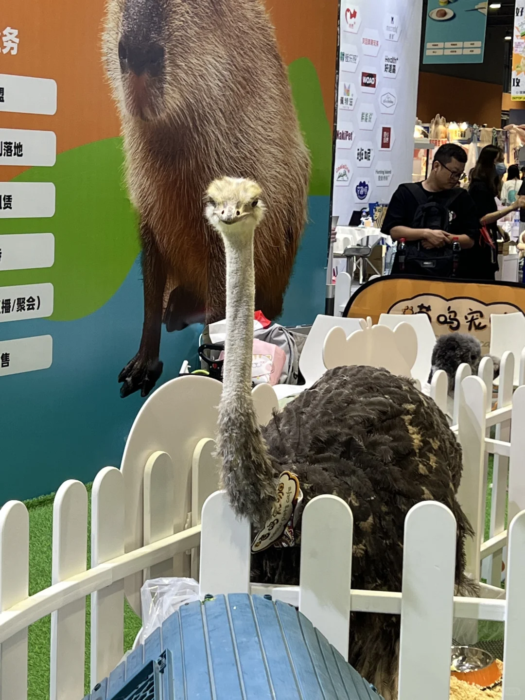 撸猫?玩狗?嗨翻天(=^o^=)