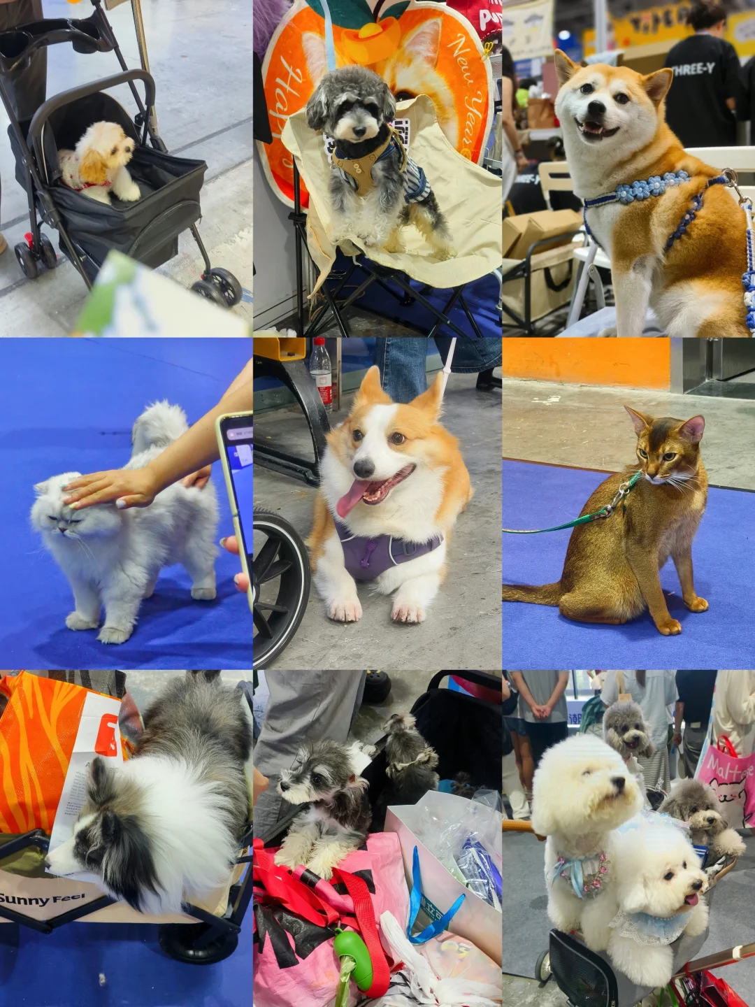 闲逛半日游｜琶洲潮宠展（个人打卡版）