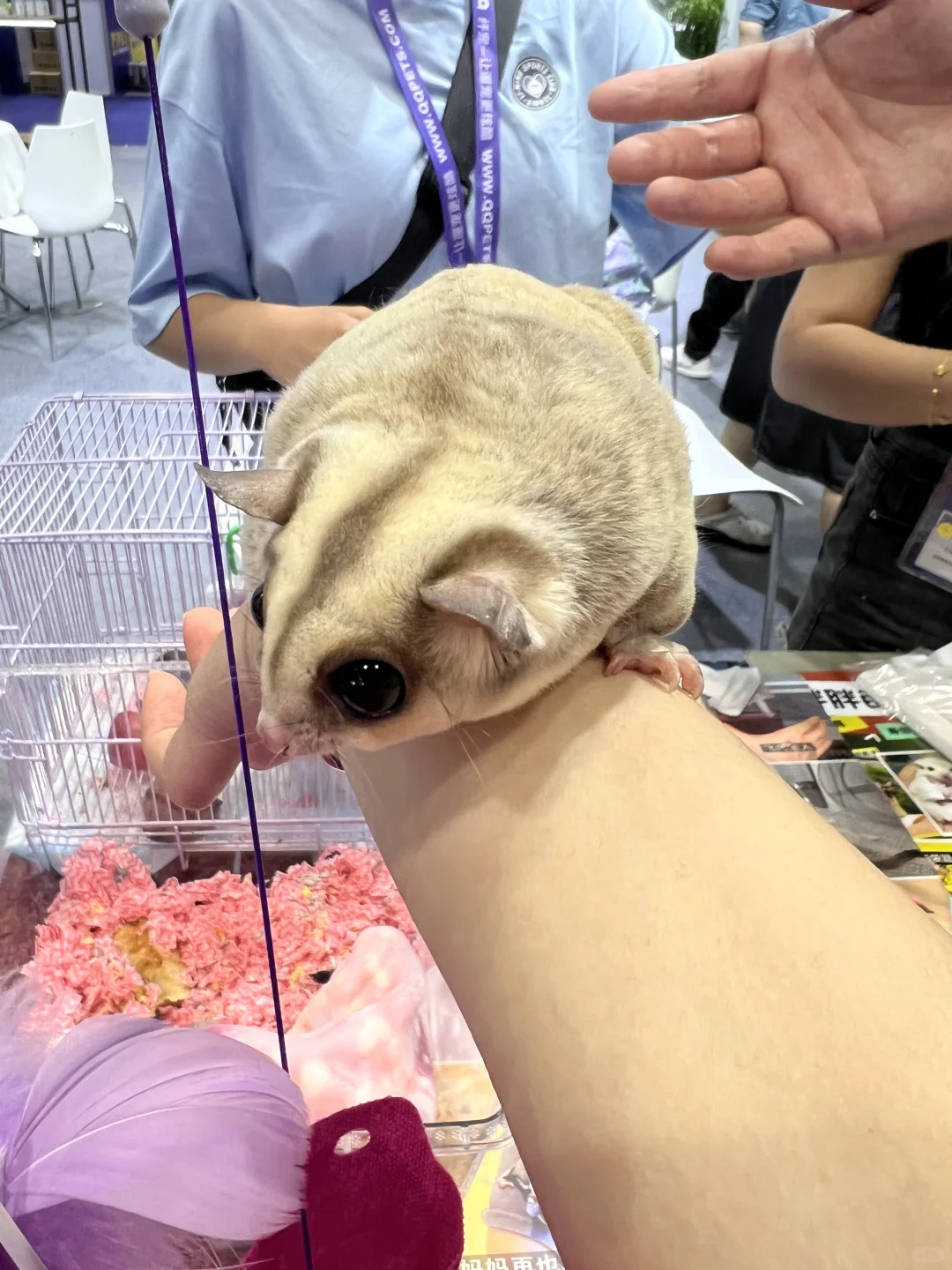 撸猫?玩狗?嗨翻天(=^o^=)