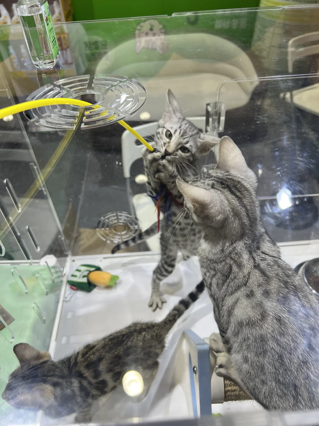 撸猫?玩狗?嗨翻天(=^o^=)