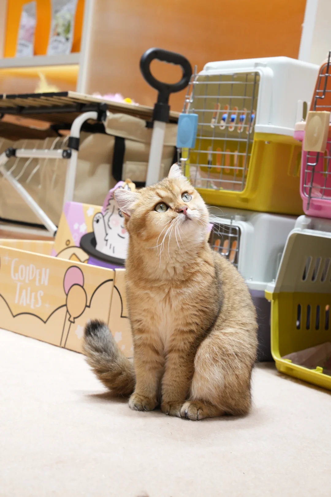 金故X潮宠展圆满落幕，感恩每一次相遇?